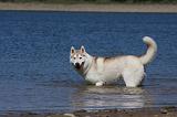 SIBERIAN HUSKY 615